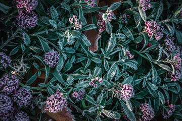 Obraz premium frozen flowers in the garden. concept - end of spring, frosts, beginning of winter.