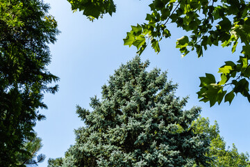 Evergreen landscaped garden. Blue spruce Picea pungens with blue needles surrounded by evergreen and deciduous plants against blue summer sky. Close-up. Nature concept for design. Christmas concept.