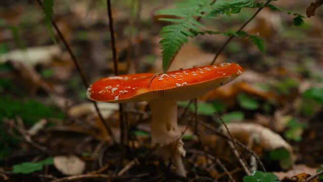 4K slow motion macro environment footage. Fly agaric amanita muscaria poisonous mushroom in autumn scenery. Beautiful dangerous but useful in microdosing red mushroom with white spots on cap.