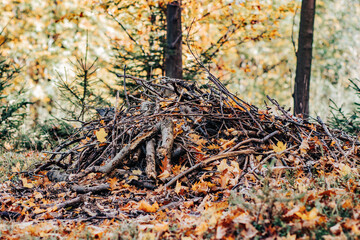 Chrust w jesiennym lesie © neskama