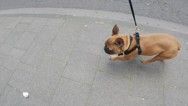 A point of view image of a pet dog or French bulldog dog pulling hard on a leash with its owner walking on pavement in slow motion