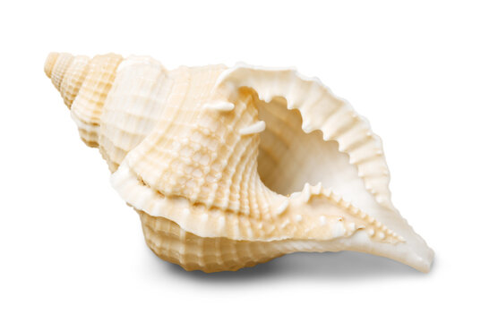 Sea shell  isolated on white background