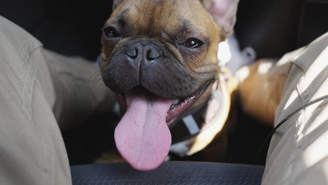 French Bulldog exhausted dog sitting in car shade sticking tongue out, slow motion Summer heat could cause animal heat stroke symptoms