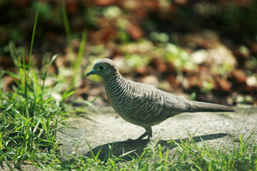 Bird portrait in the park garden outdoor , close up