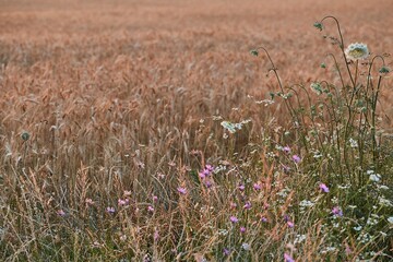 Meadow in late summer sunlight