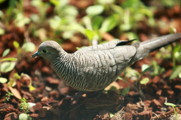 Bird portrait in the park garden outdoor , close up