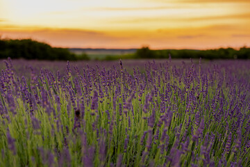 Obraz premium Lavender field in the sunset