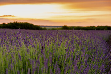 Naklejka premium Lavender field in the sunset