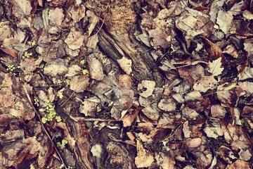 Fallen autumn leaves