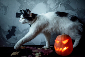 Halloween cat, portrait of a black and white cat isolated on grey background, helloween pumpkin