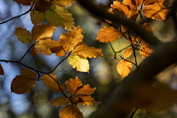 Beech leaves, Fagus sylvatica, brown in autumn, still hanging backlit from the branches in the forest