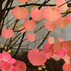Cercidiphyllum japonicum, a tree with deciduous pink leaves that smell like cotton candy or caramel