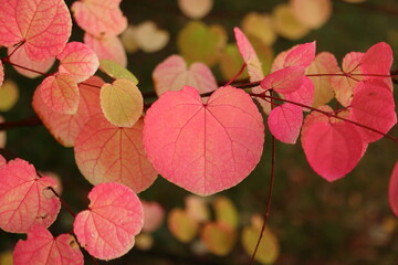 Cercidiphyllum japonicum, a tree with deciduous pink leaves that smell like cotton candy or caramel