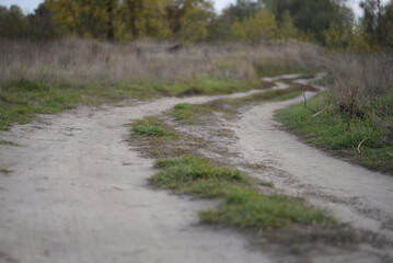 sandy path leading to a grove, no asphalt natural walking path near the forest, health trail, natural recreation, hiking in nature autumn trees, meadow, field, fading nature