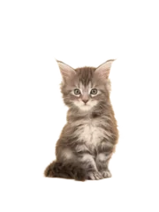 Deurstickers Cute tabby main coon baby cat sitting and looking at the camera isolated on a white background © Elles Rijsdijk