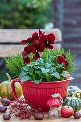 rotes Stiefmütterchen im Porzellan-Topf als florale Herbst-Dekoration