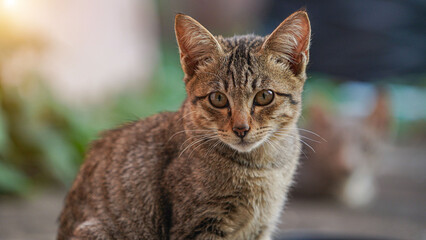 A cat looking into the camera. portrait of a grey cat with stripes laying on a ground.