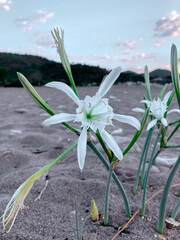 Close-up view of flower known as sand lily or sea daffodil on sandy beach background. . Selective focus.
