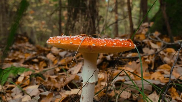4K slow motion macro environment footage. Fly agaric amanita muscaria poisonous mushroom in autumn scenery. Beautiful dangerous but useful in microdosing red mushroom with white spots on cap.