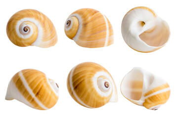 Close-up Marine sea shell isolated on white background - 538969306