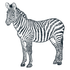 Vintage hand drawn sketch zebra horse
