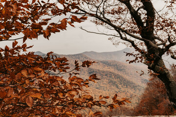 Mountains through the Trees
