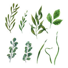 Set of watercolor green leaves elements.