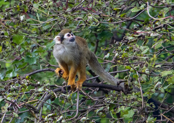 A Common squirrel monkeys (Saimiri sciureus) on a tree