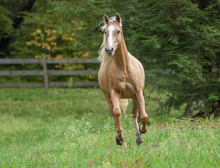 Palomino horse gelding running toward us in fenced paddock