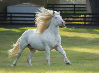 Obraz na płótnie Canvas American White Draft Horse stallion gallops across grass paddock 