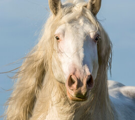 Head of American White Draft Horse stallion