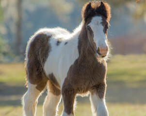 Gypsy Vanner Horse filly foal