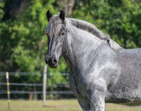Belgian Brabant draft horse mare