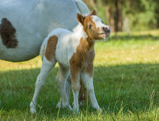 Miniature Horse foal in paddock