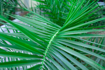 Single green palm leaf. Palm tree close up. Green palm leaf textured background. Selective focus. Shallow DOF