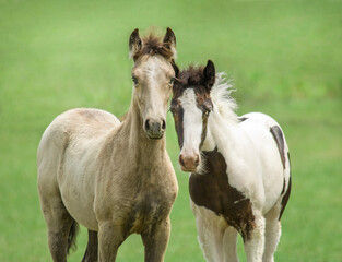 Curious Paso Fino and Gypsy Vanner Horse foals stand close together
 