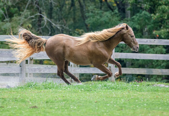 Rocky Mountain Horse gelding gallops across grass paddock