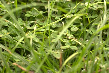 Drops of rain tears on the green tender grass, selective focus, blurred background, banner, screensaver, background