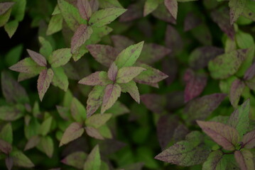 red leaves of a shrub on a green background, kali dew on deep red leaves after rain, texture of...
