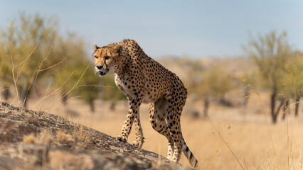 Naklejka na ściany i meble Cheetah over the rock with blurred background