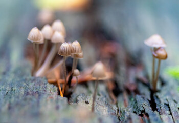 little mushrooms in the forest	