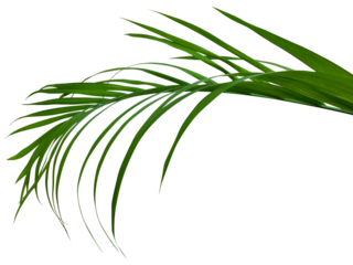 green leaf transparent background