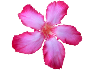 adenium flower transparent background