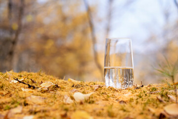a glass of pure mineral water against the background of the autumn forest copy space . yellow foliage background healthy lifestyle.
