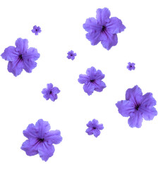 Fototapeta na wymiar Ruellia tuberosa violet flower transparent background.