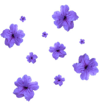 Ruellia tuberosa violet flower transparent background.