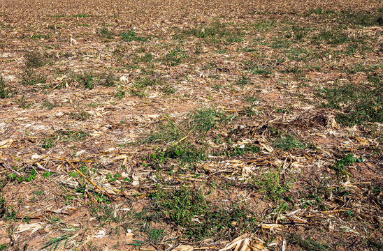 Corn Stover Field Background