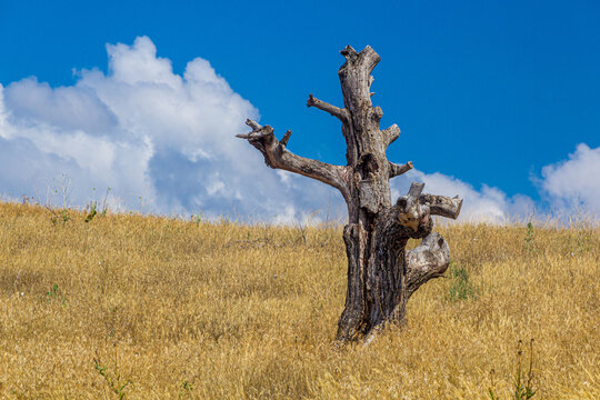 Lone Dry Tree In Cappadocia, Turkey