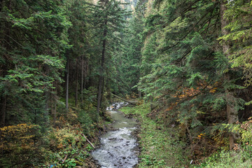 A small river in a coniferous forest in a mountainous area.
