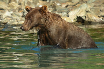 Grizzly bear in water in Lake Clark National Park in Alaska,United States,North America
